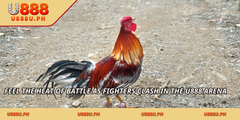 Feel the heat of battle as fighters clash in the U888 arena