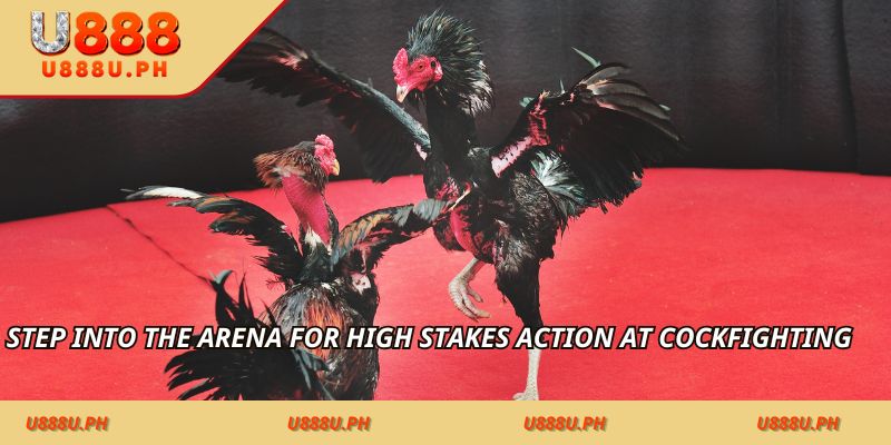 Step into the arena for high stakes action at Cockfighting