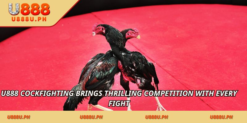 U888 Cockfighting brings thrilling competition with every fight